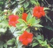 flower_0057