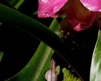 flower_0058