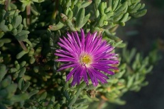 flower_0059