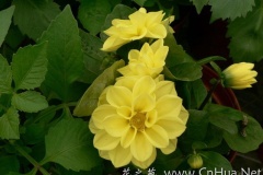 flower_0060