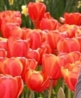 flower_0061