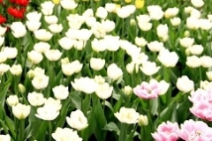 flower_0062
