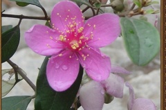 flower_0063