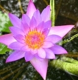 flower_0064