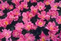 flower_0065