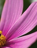 flower_0066