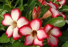 flower_0067