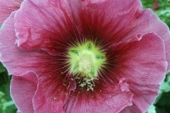 flower_0068