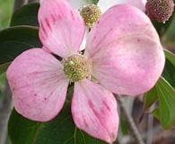 flower_0069