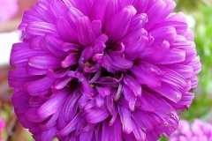 flower_0070
