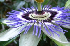 flower_0071