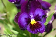 flower_0072