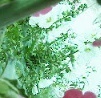 flower_0073