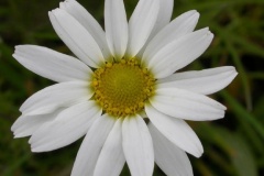 flower_0074