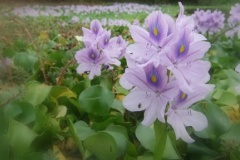 flower_0075