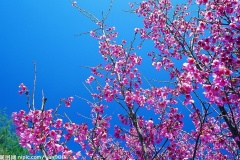 flower_0076
