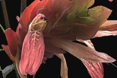 flower_0077