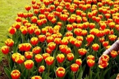 flower_0078