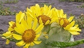 flower_0079