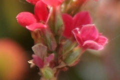 flower_0080