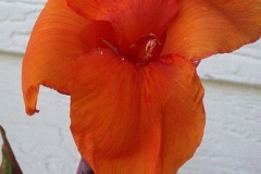 flower_0081