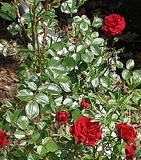 flower_0082