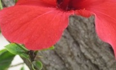 flower_0083