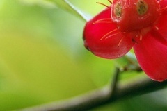 flower_0084
