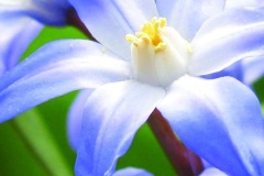 flower_0085