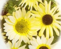 flower_0086