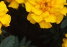 flower_0087