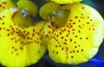 flower_0088