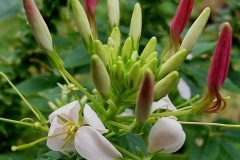 flower_0089