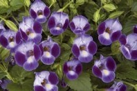 flower_0090