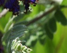 flower_0091