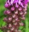 flower_0092