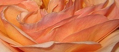 flower_0093