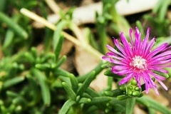 flower_0094