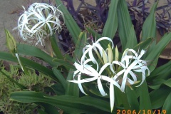 flower_0095