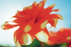 flower_0096