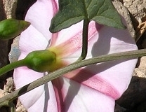 flower_0097