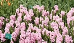flower_0098