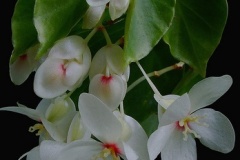 flower_0099