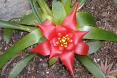 flower_0100