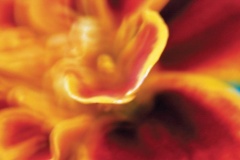 flower_0101