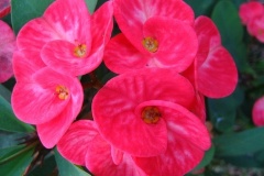 flower_0102