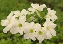 flower_0103