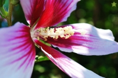 flower_0104