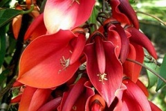 flower_0105