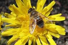 flower_0107